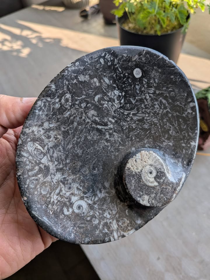 🐚 Jabonera Natural con Ammonites y Orthoceras Mini