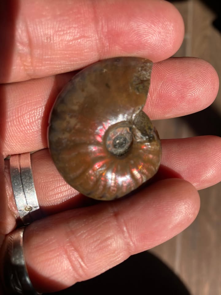 Amonite Nacarado con tonos Rojisos