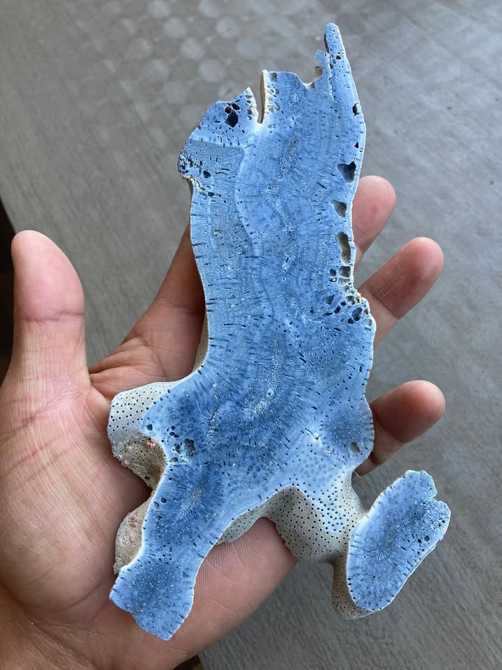 Coral Fósil Azul en Laja - Pieza de Colección