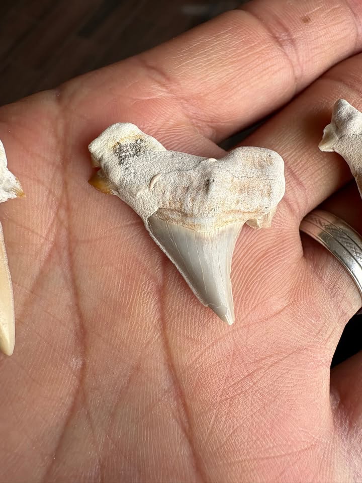 🦈 Pack 3 Dientes de Tiburón Fósiles