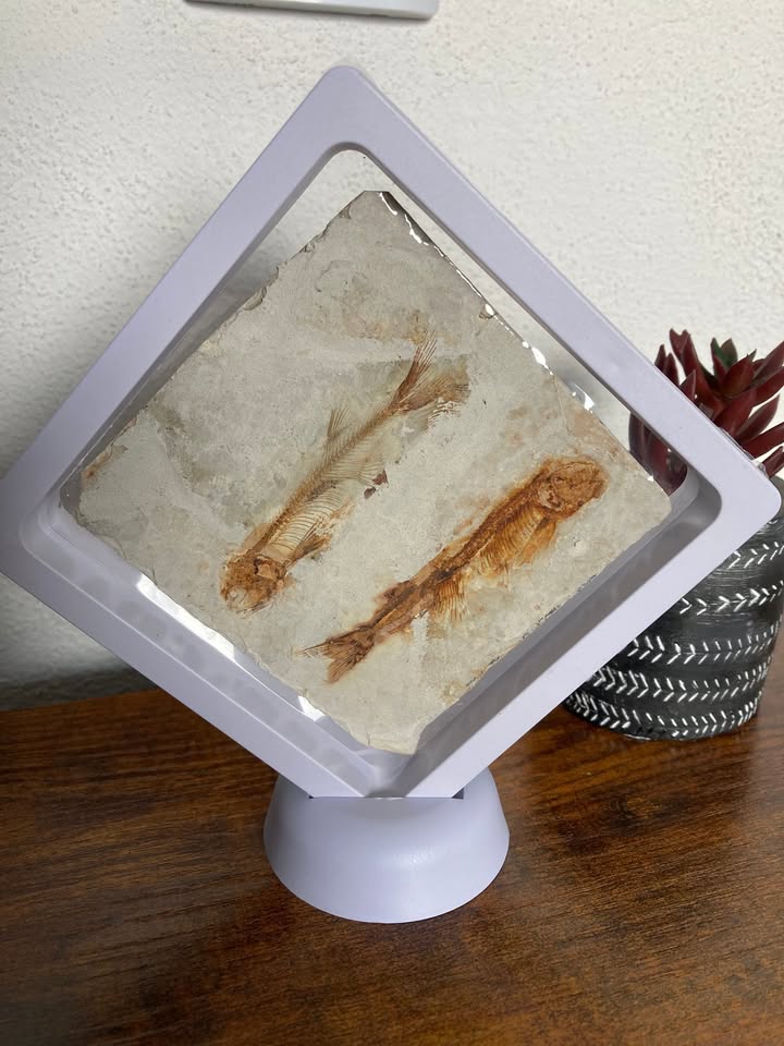 💎✨Fósil de pez tipo Lycoptera (Incluye estuche para exhibir de 11 x 11 cm)
