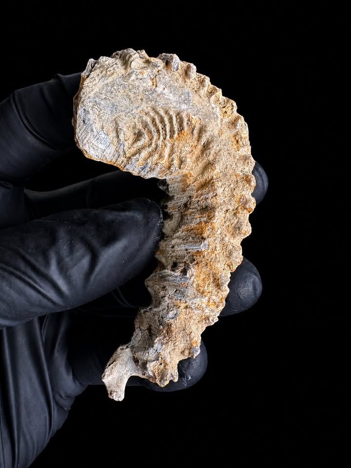 🦪 Ostra fósil (Ostrea carinata)