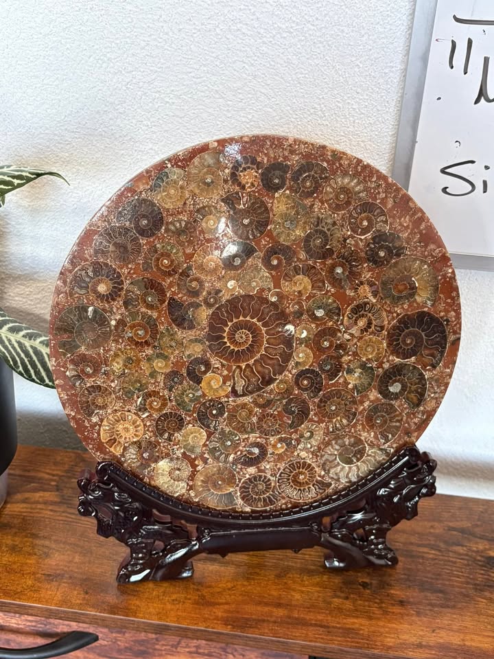 💎✨Laja JUMBO de Amonites fósiles en base