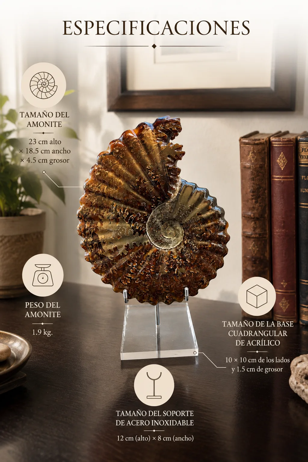 Amonita Fósil Gigante Natural | 23 cm con Base de Acrilico y Soporte de Acero Inoxidable